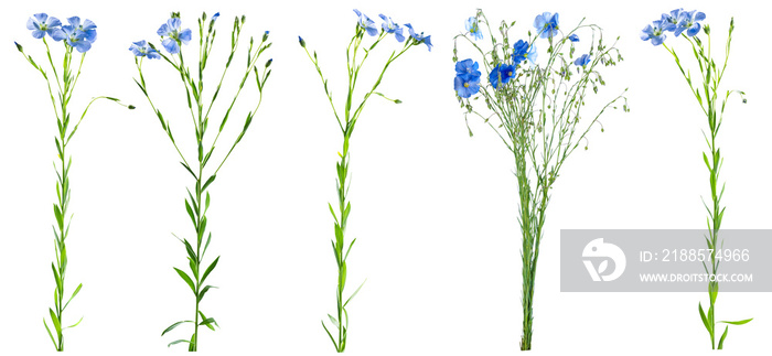 Flax flowers isolated