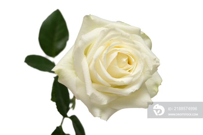 White rose flower with leaf isolated on white background. Wedding card, bride. Greeting. Summer. Spr