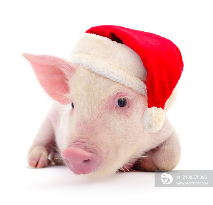 Pig in a red Santa Claus hat.