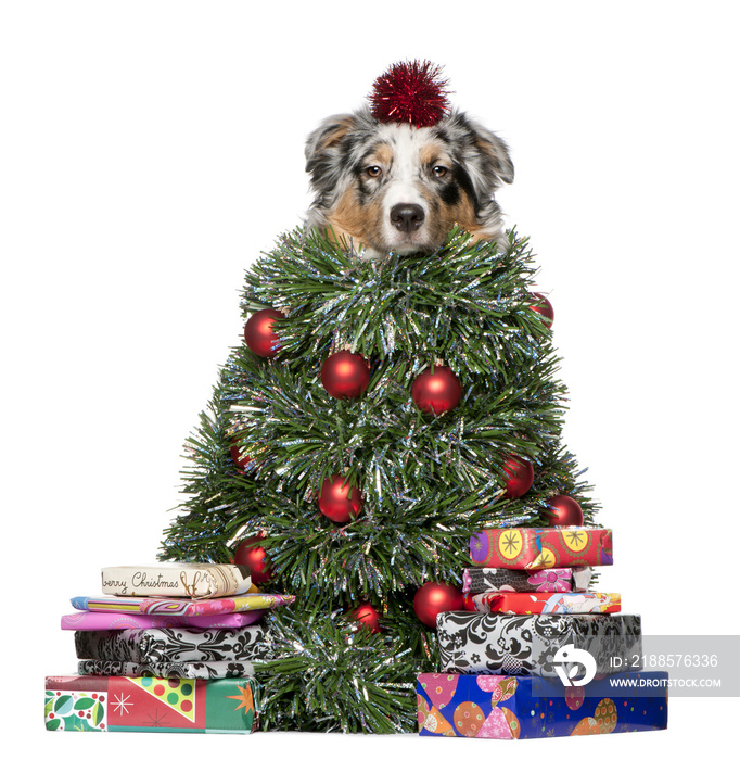 Australian Shepherd dog dressed as Christmas tree, 7 months old, in front of white background