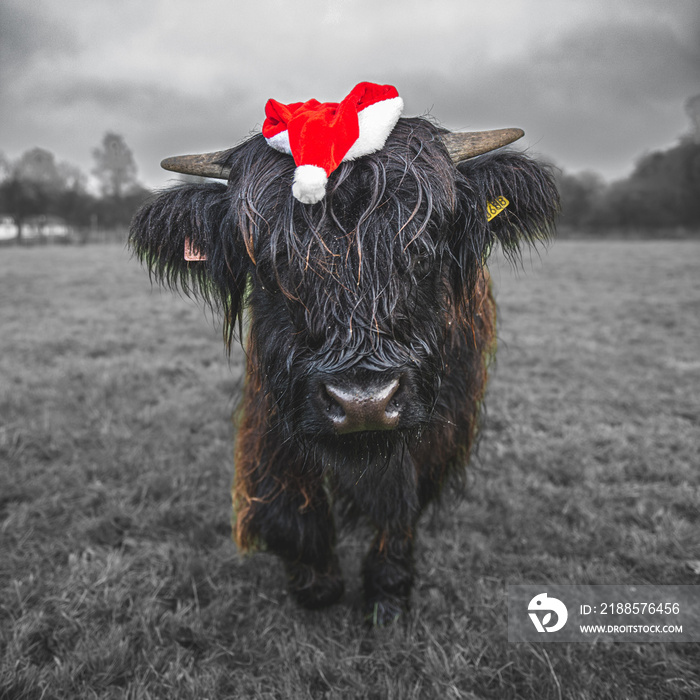 Black highland cow in a Christmas hat standing on the grass.