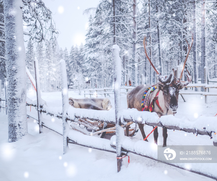 Reindeers in a winter landscape