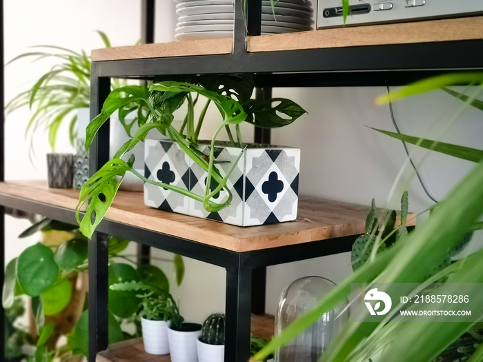 Industrial open shelf cupboard filled with numerous house plants in pots such as a monkey mask plant