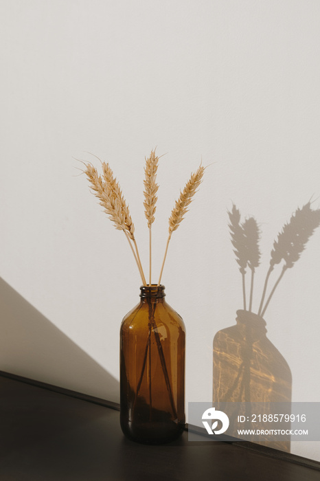 Rye / wheat ear stalks in stylish bottle. Warm shadows on the wall. Silhouette in sun light. Minimal
