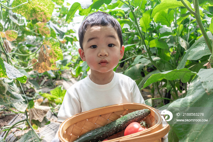 快乐的小男孩在蔬菜大棚采摘蔬菜