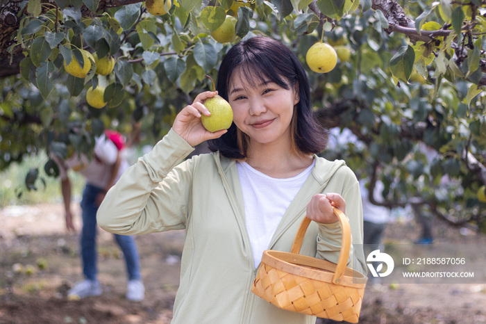 快乐的年轻女人在果园采摘