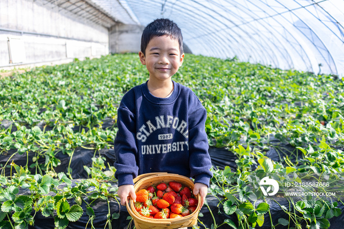 一个小男孩在采摘园抱着一篮子草莓