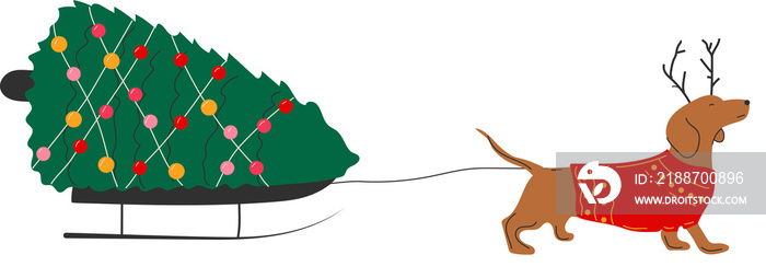 Dachshund dog pulls a Christmas tree on a sleigh