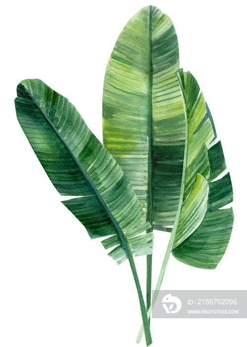 palm tree, leaves of tropical forests on an isolated white background, watercolor illustration