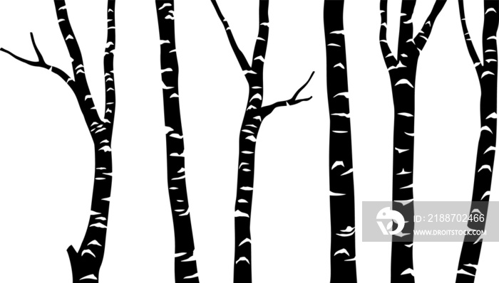 Birch tree black png illustration