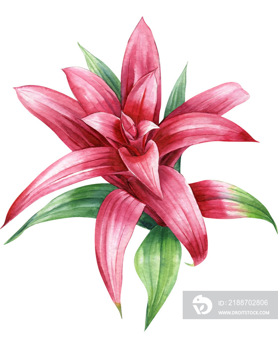 Colored flower on isolated white, botanical painting, watercolor illustration, tropical floral. Exotic flora. Guzmania, Bromeliad