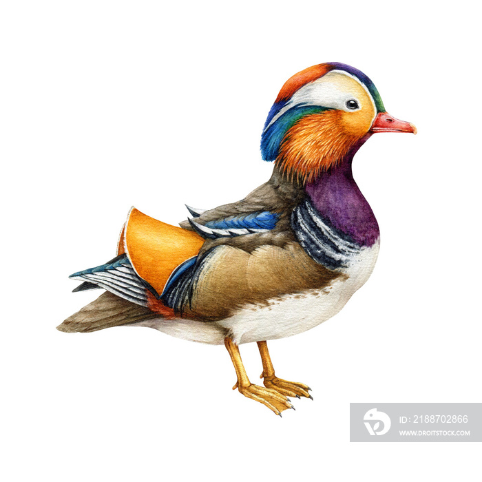 Mandarin duck bird watercolor realistic illustration. Hand drawn beautiful wildlife waterfowl asian avian. Bird with bright colored feathers element. Mandarin duck male.