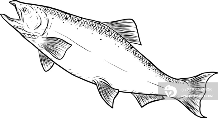 Salmon art highly detailed in line art style.Fish png by hand drawing.