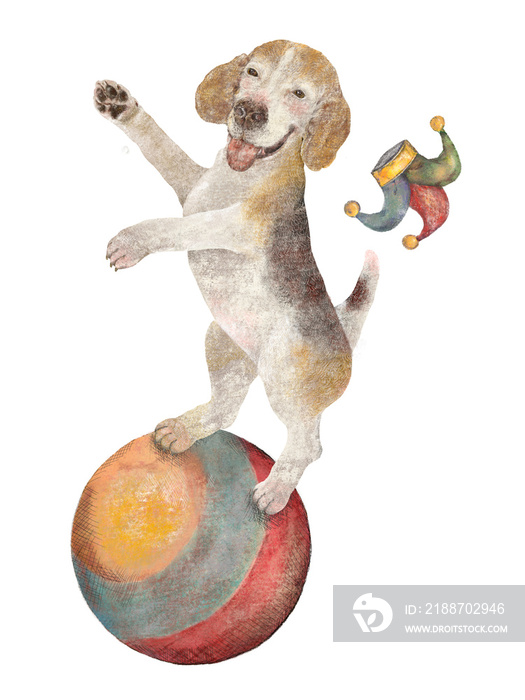 Circus clown beagle dog balancing on ball