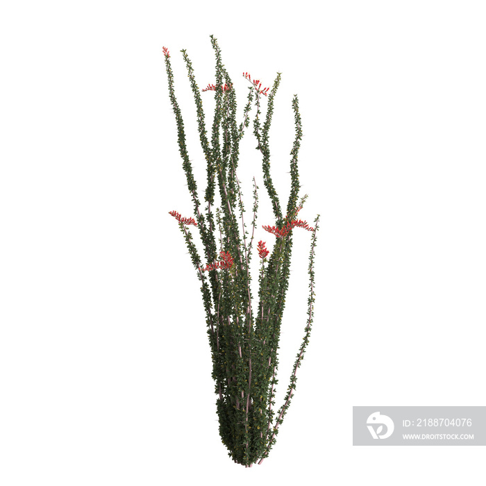 3d illustration of fouquieria splendens bush isolated on transparent background