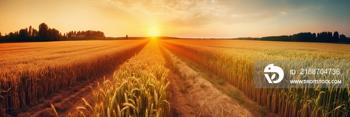 Golden Hour in the Wheat Fields: A Serene and Peaceful Rural Landscape at Sunset