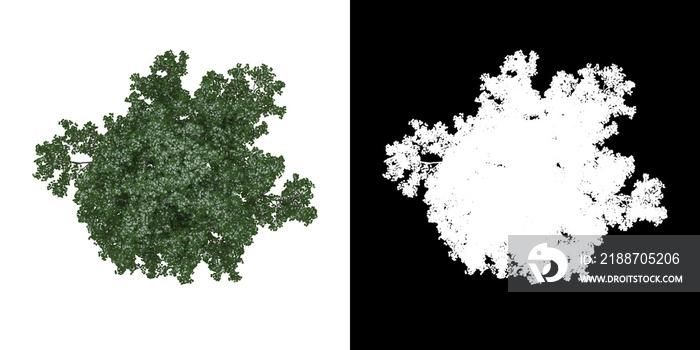 Top view of tree (Tilia) png with alpha channel to cutout 3D rendering