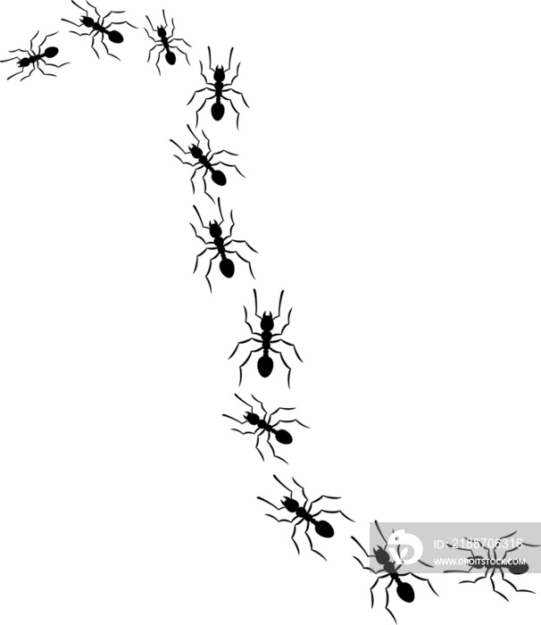 Ants traveling in a row png