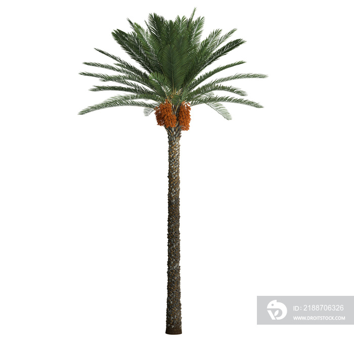 3d illustration of date palm tree isolated on transparent