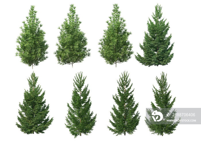 Many kinds of pine on a transparent background.