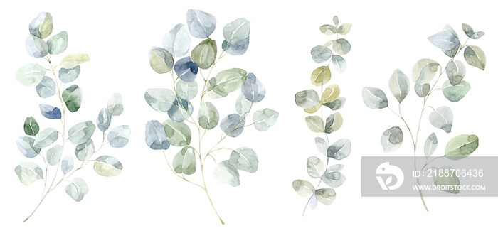 Green Eucalyptus Branches Set. Watercolor Illustration.