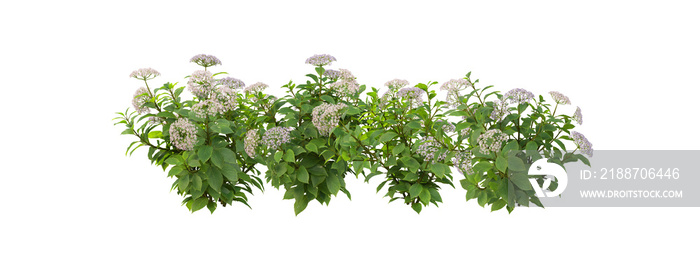 Flowers on a transparent background