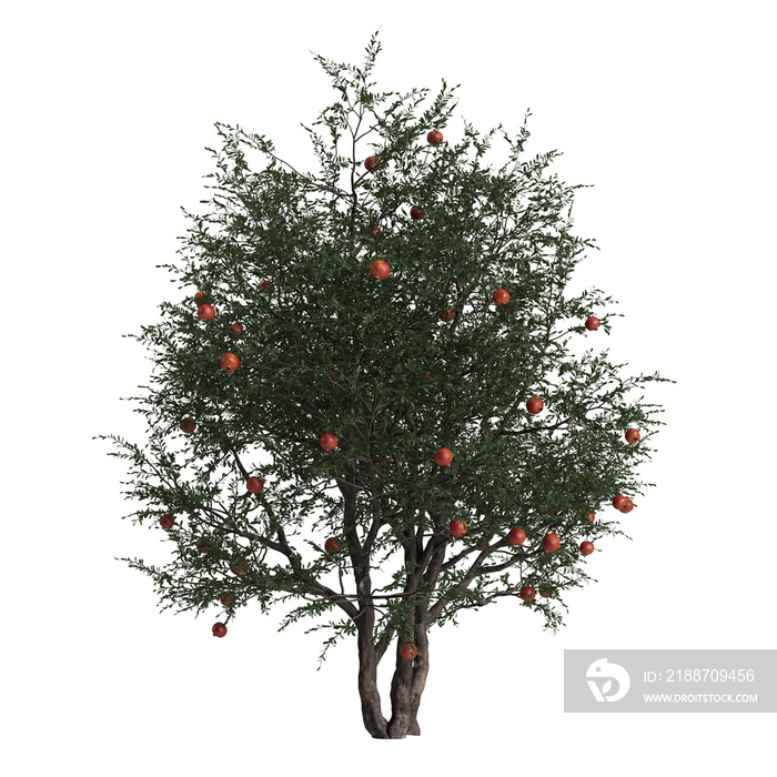 3d illustration of pomegranate tree isolated on transparent background