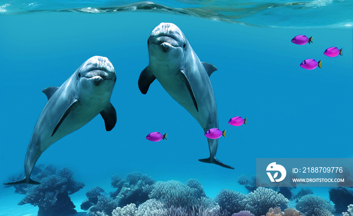 Dolphins under water at the coral reef with exotic fishes. Underwater world of the ocean. Algae, corals and sea anemones on the seabed.