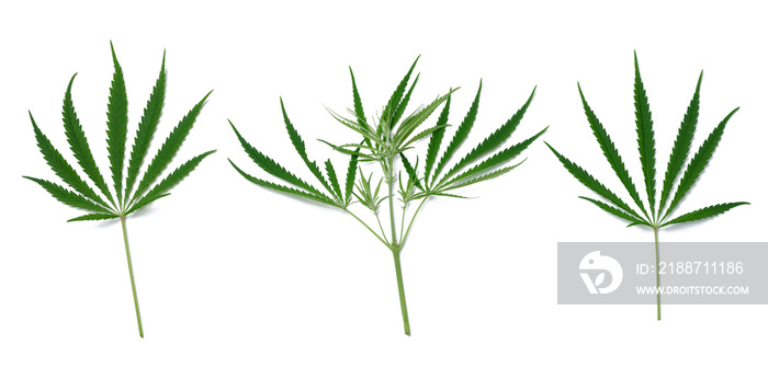 Green cannabis leaf on a white isolated background, top view