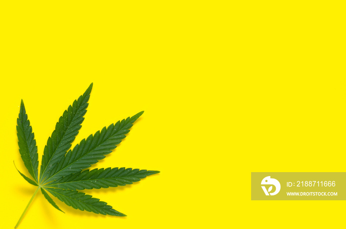 Hemp leaf, marijuana on yellow background.