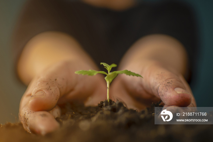 Hand gently holding rich soil for his marijuana plants