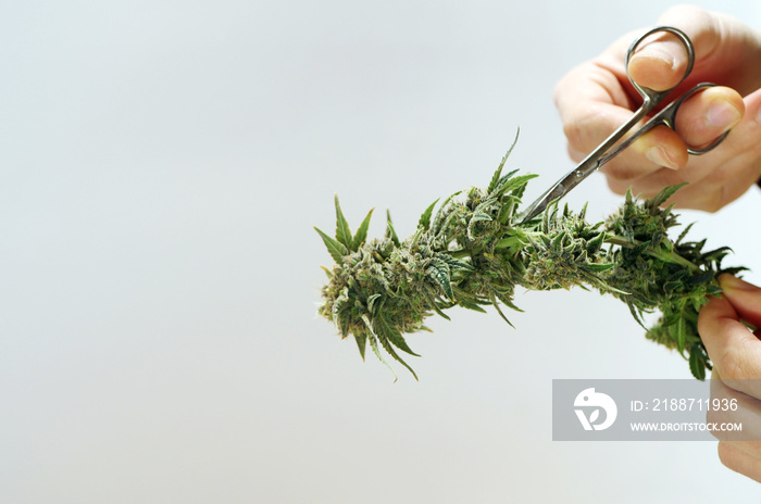 Hands trimming cannabis branch with scissors. Harvesting marijuana plant. Cultivation weed