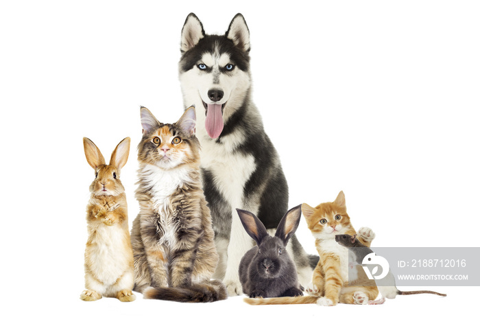 Group of pets on white background