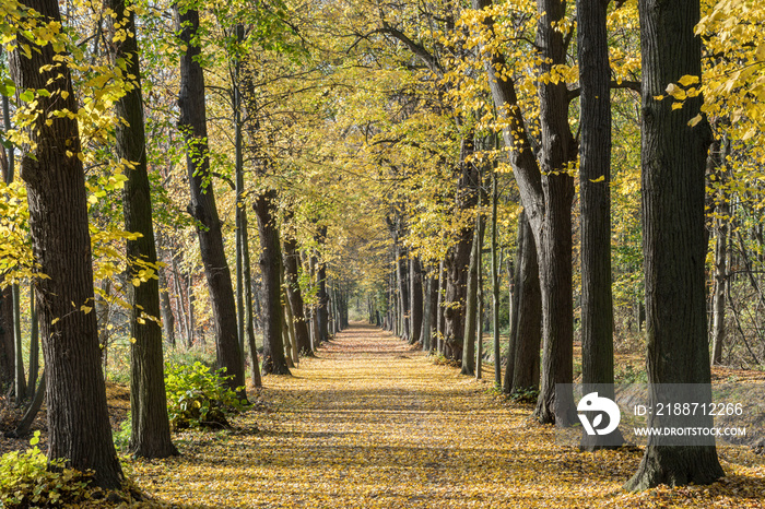 Herbst, Allee, Park