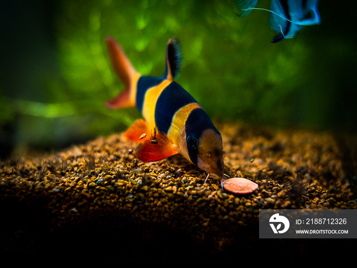 Large clown loach eating in fish tank with blurred background (Chromobotia macracanthus)