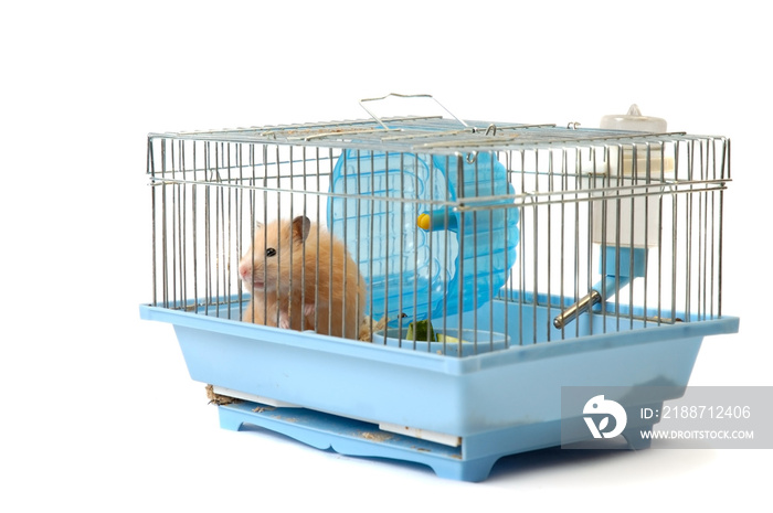 House mouse in cell on the white background