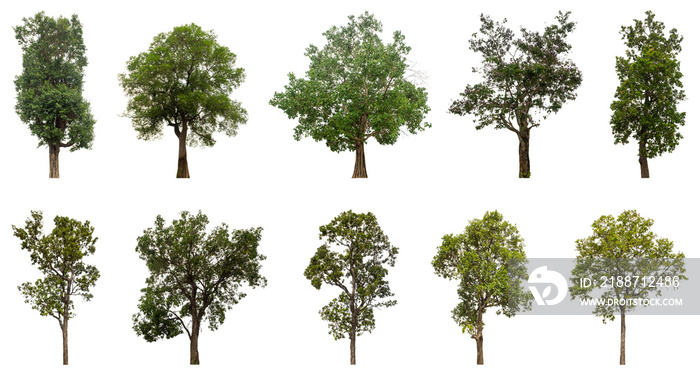 Collection of green trees isolated on transparent background. for easy selection of designs.