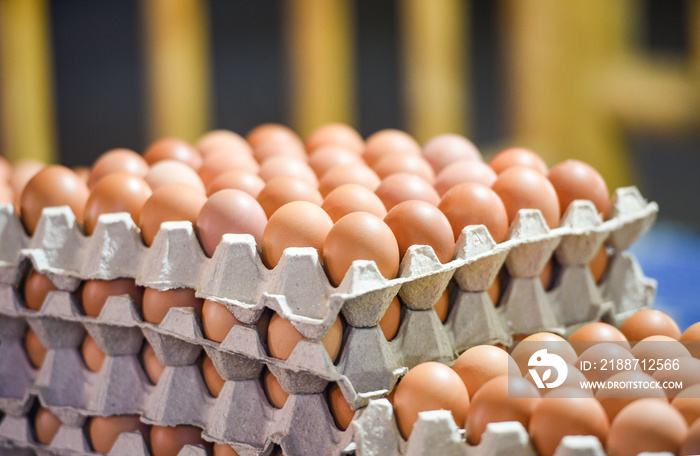 egg in box / Fresh eggs packaging on tray from chicken farm