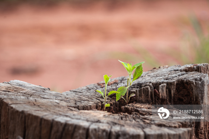 A strong seedling growing in the center trunk of cut stumps. tree ,Concept of support building a future focus on new life