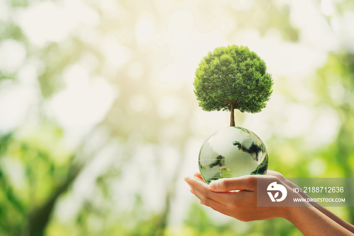 hand holding glass globe ball with tree growing and green nature blur background. eco concept