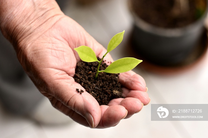 mano con tierra y una planta, representando una nueva vida