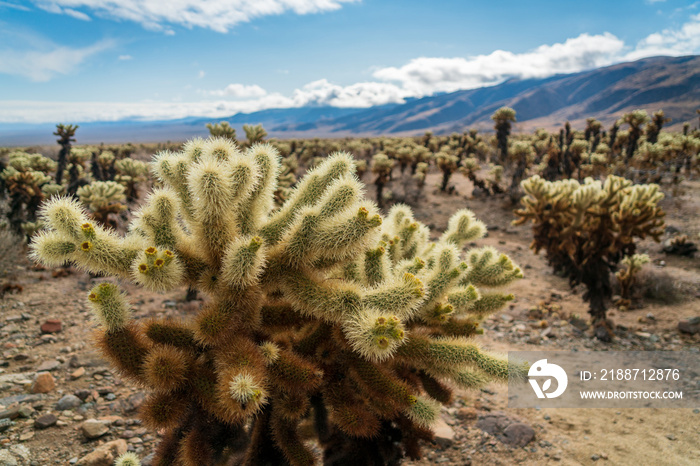 Teddy Bear Cholla Cactus at Joshua Tree National Park