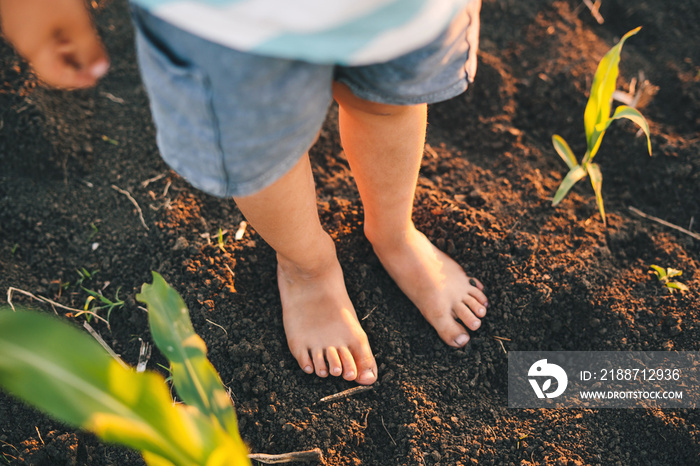 Children’s bare feet stand on the ground in the cornfield. Family activity outdoor.Learning freedom concept.