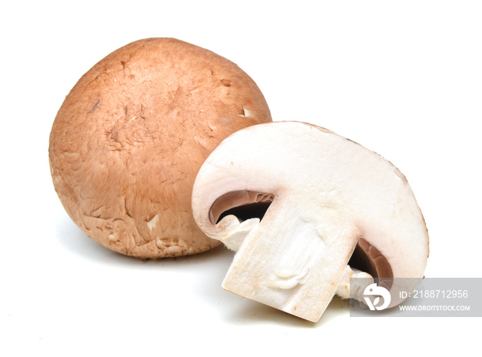 common mushroom