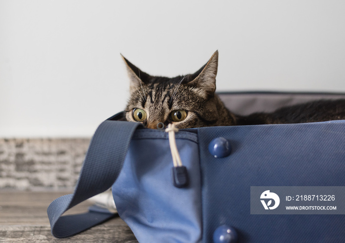 Cat sitting in a travel bag. Traveling with cat