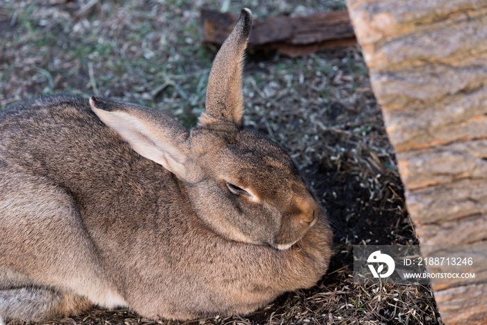 Big fat rabbit sitting on a grass