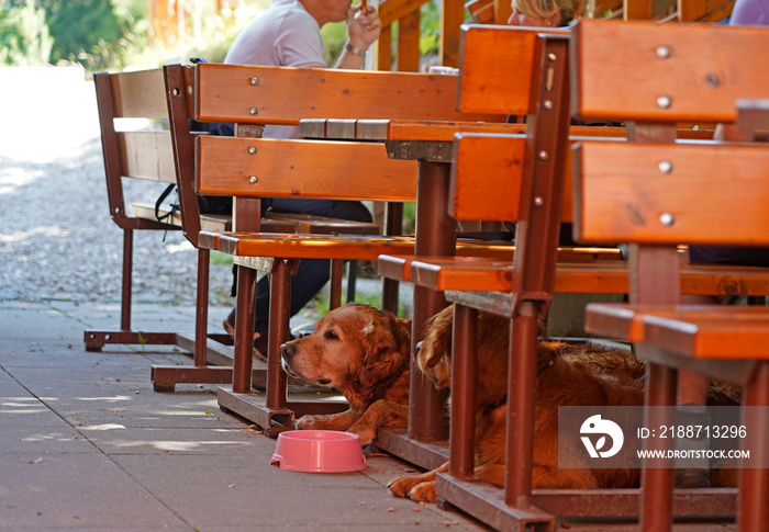 Two dogs in an outdoor cafe,  relaxing under a table