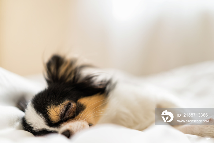 Small cute sleepy chihuahua dog is sleeping or napping on bed in bedroom in morning with light form window. Tried puppy sleep rest and relax on comfortable cozy in lazy weekend.