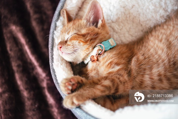 Cute little ginger kitten in the collar sleeps on white soft cat bedding