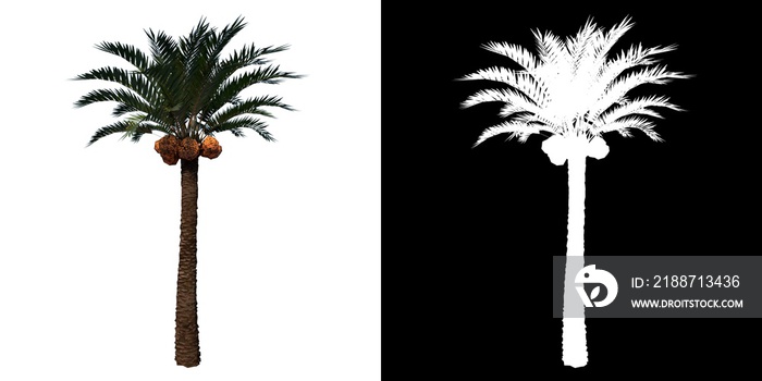 Front view of Plant (Coconut palm tree 1) Tree png with alpha channel to cutout made with 3D render